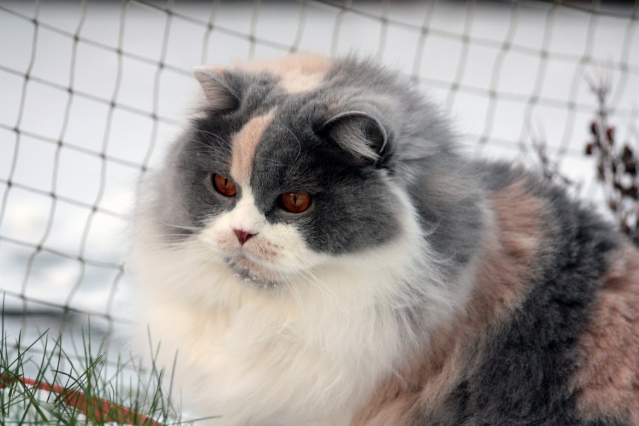 Британская шиншилла длинношерстная