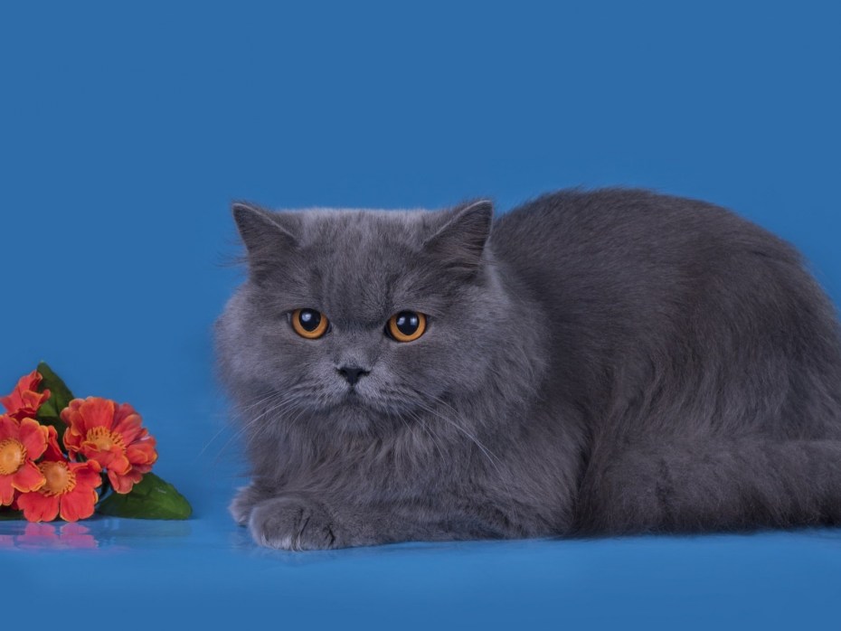 Котята британцы шотландцы