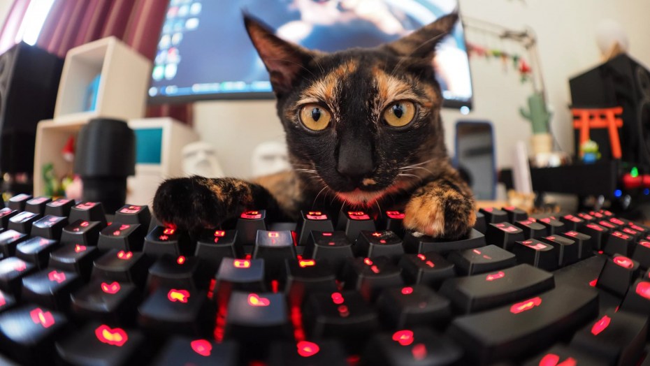 Коты Игроманы