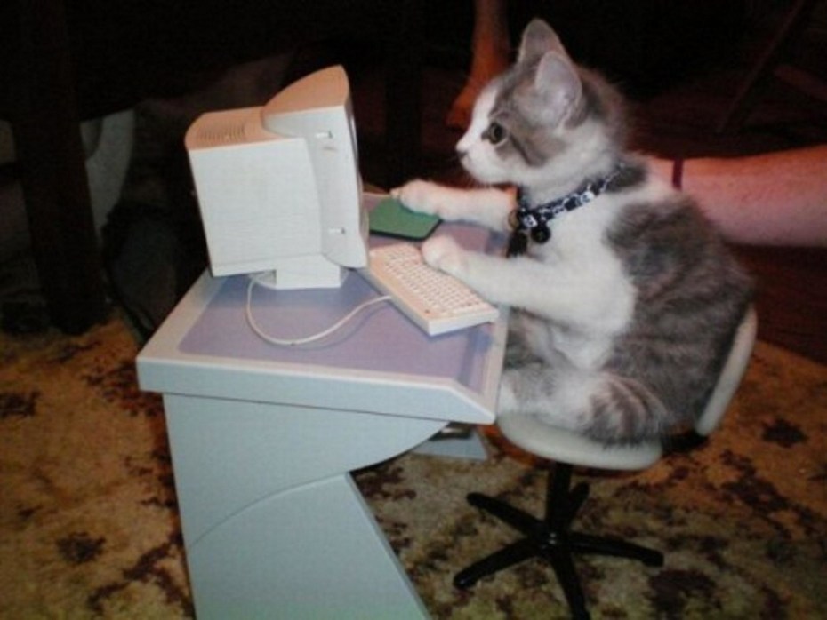 Котик за компьютером