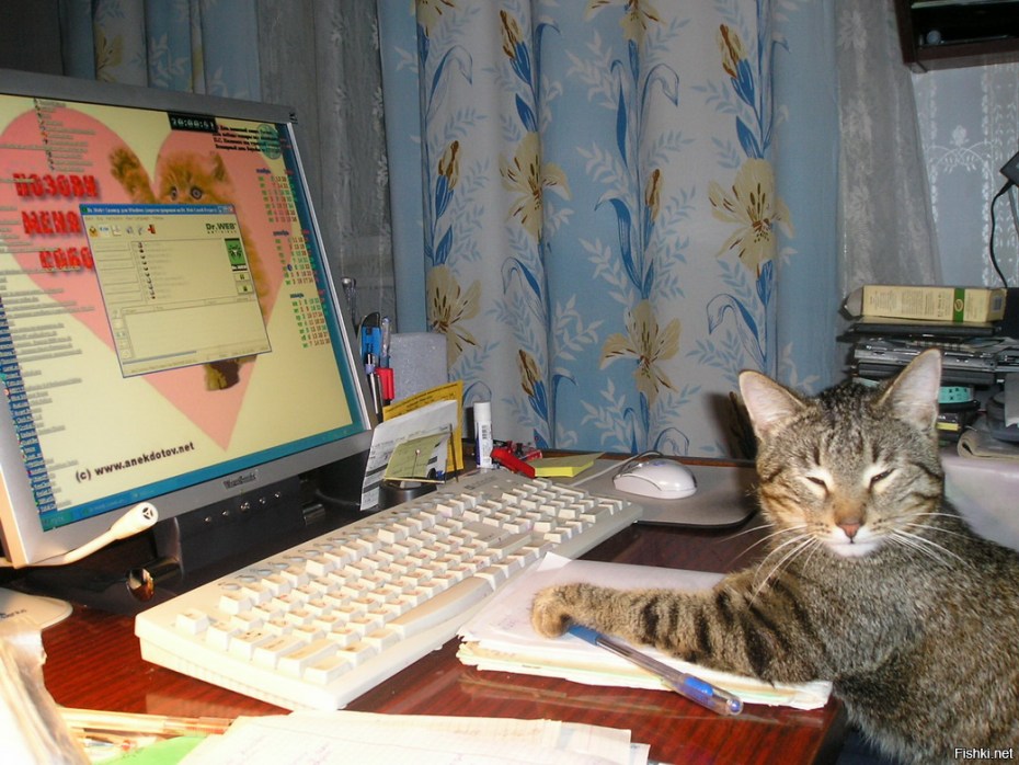 Компьютерный кот