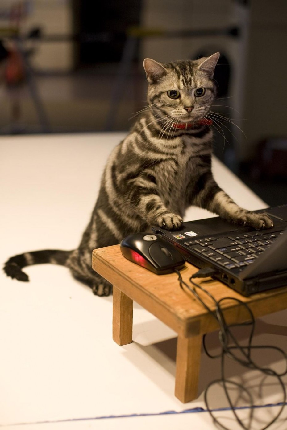 Котик за компьютером