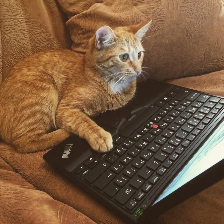 Кот за компьютером