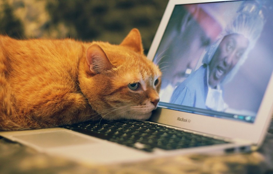 Котенок за компьютером