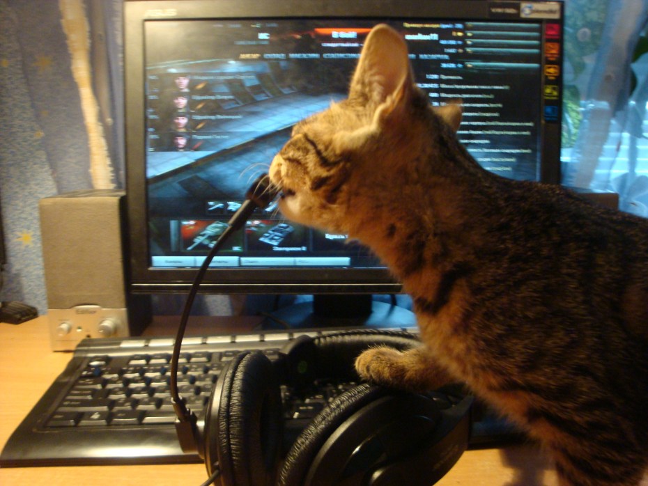 Коты играющие в комп