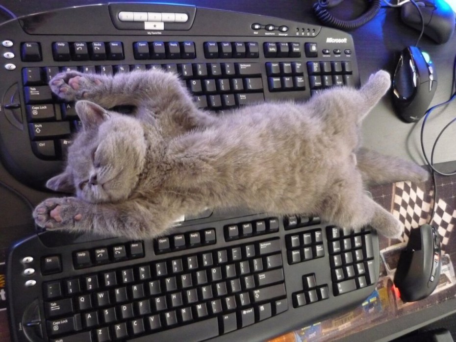 Котенок на клавиатуре