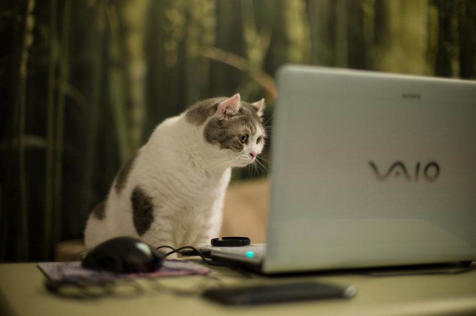 Котик за компьютером
