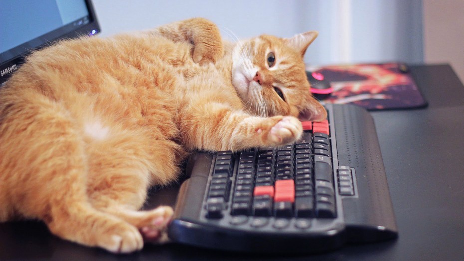Коты и компьютеры