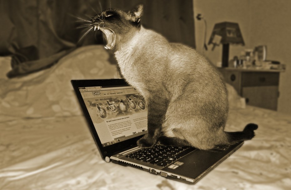 Кот возле компьютера