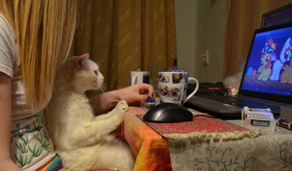 Кот перед телевизором