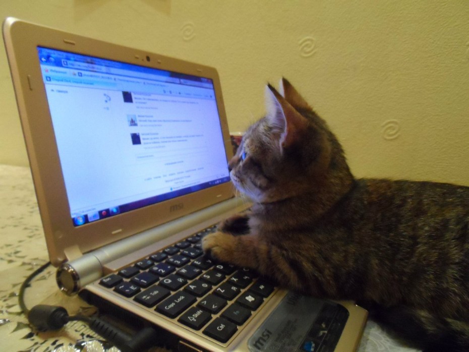 Коты и компьютеры