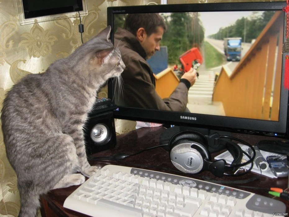 Коты и компы