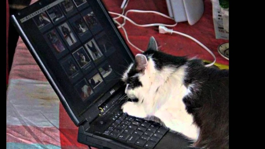 Коты и компьютеры приколы
