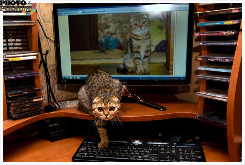 Котик за компом