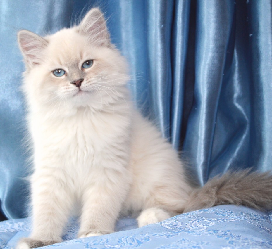 Мария Белоусова Королев