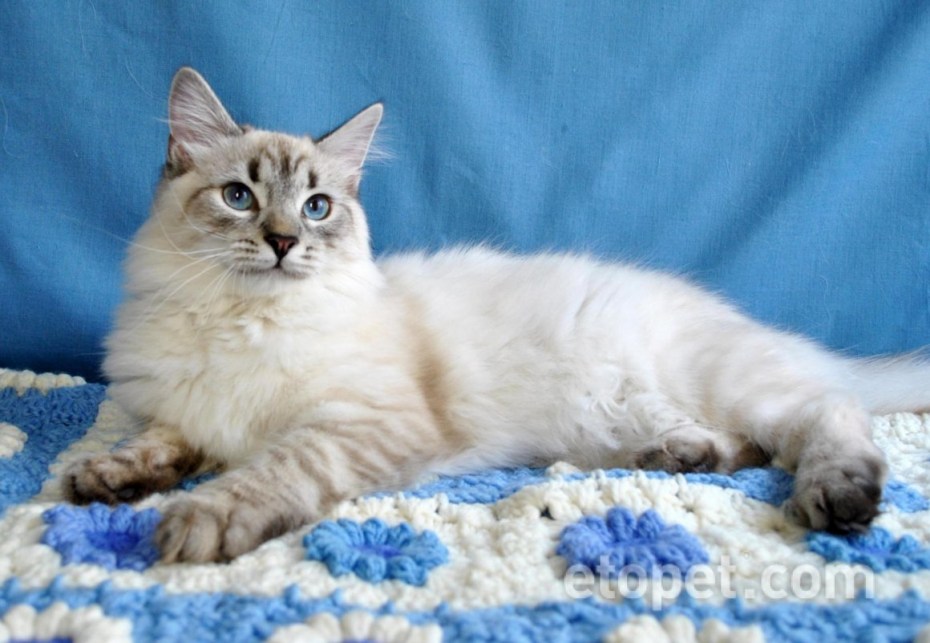 Blue tabby point Невская маскарадная