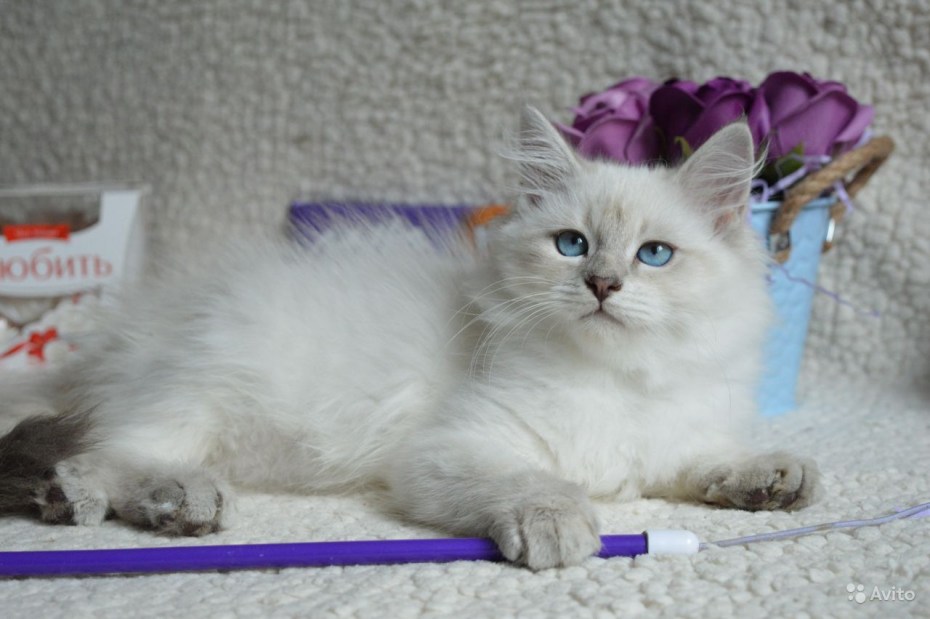 Кошечка Пеппи