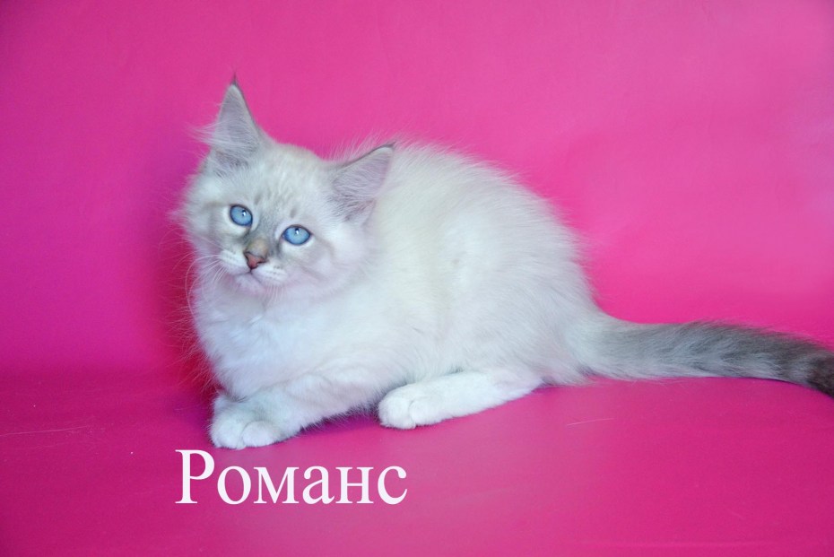 Невская радость