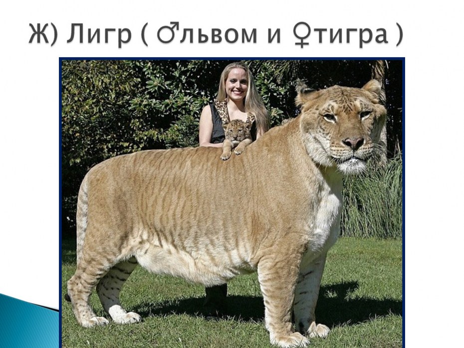 Леви тигр