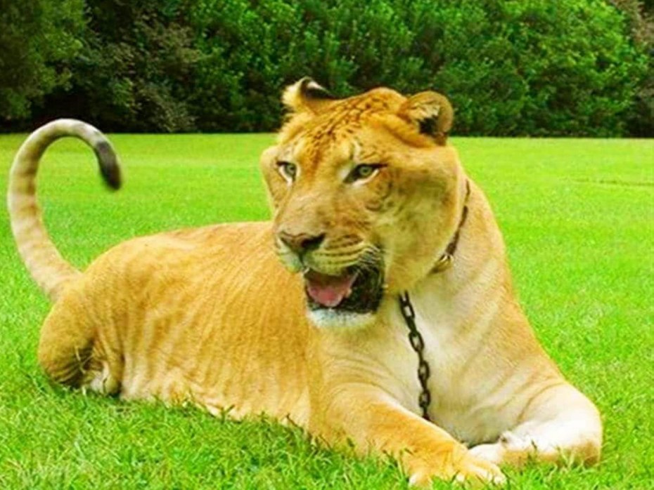 Киргизия марка 1998 Tiger (Panthera Tigris)