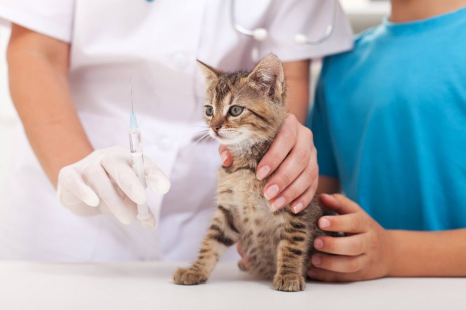 Ветеринара который делает уколы кошечкам