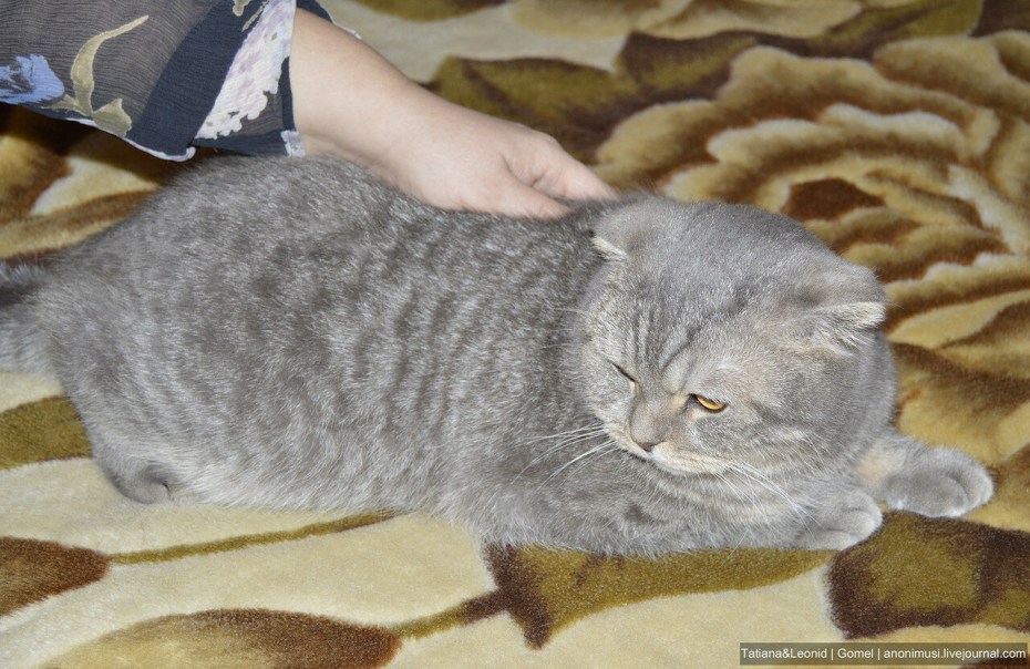 Строение мышц кота