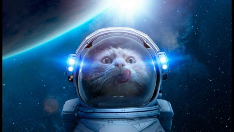 Кот космонавт