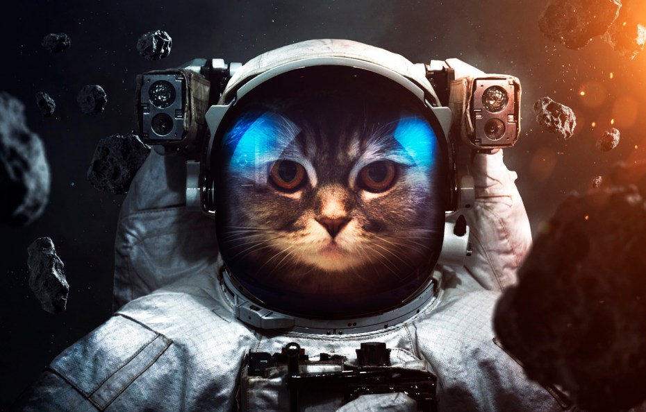 Котик в космосе