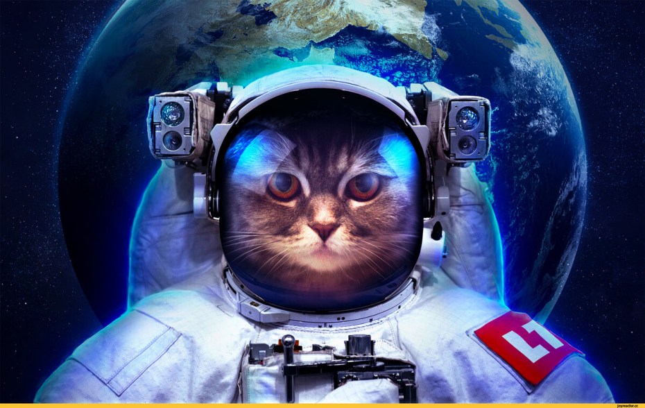 Кот в скафандре