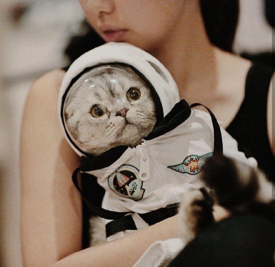 Кот космонавт арт
