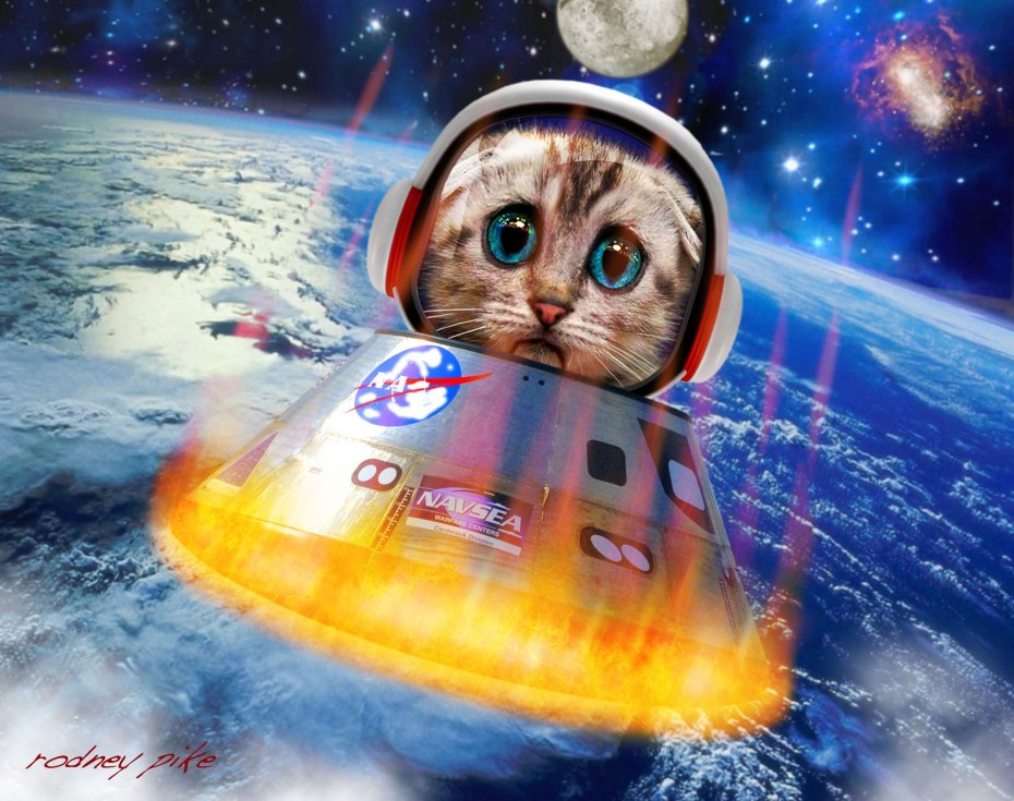 Кот Союз