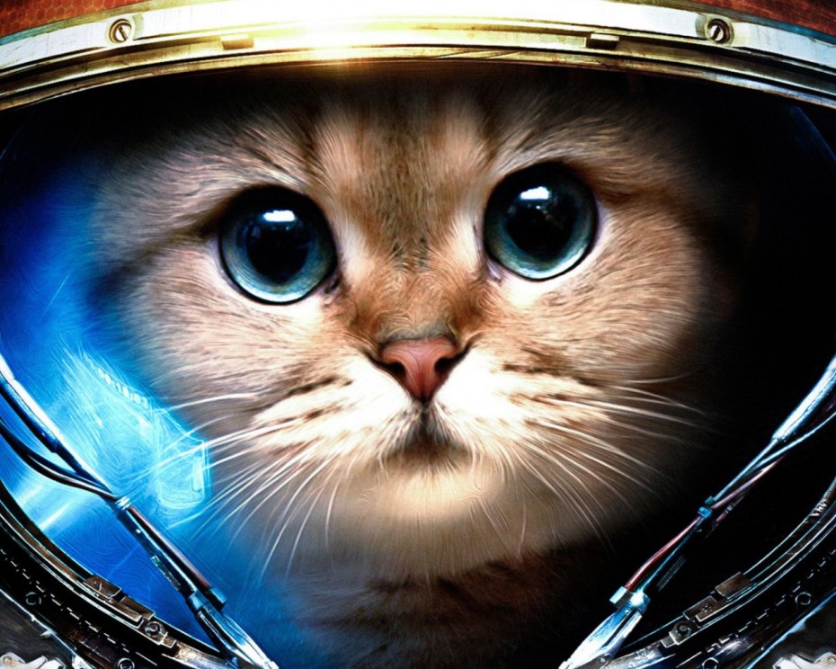 Кошка космонавт