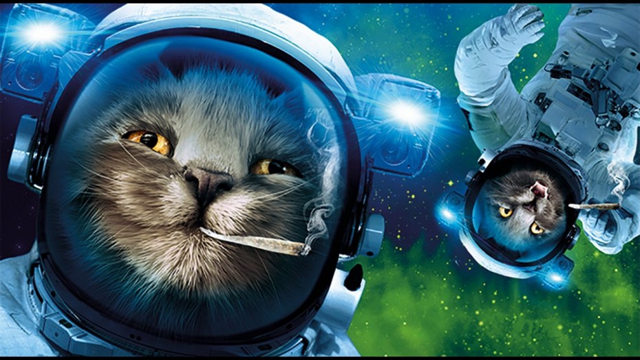Кот космонавт