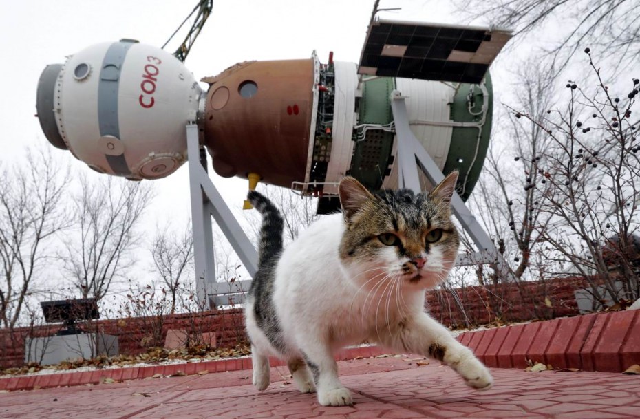 Кошка в скафандре