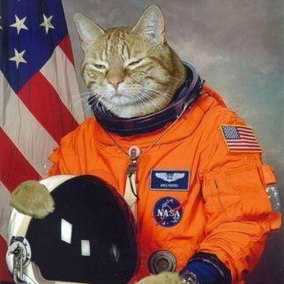 Коты в космосе арт