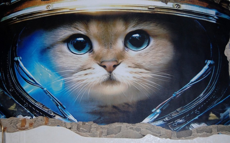 Коты космонавты