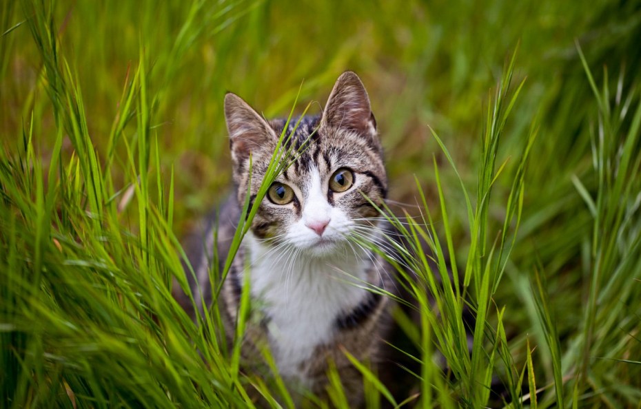Котенок в зелени