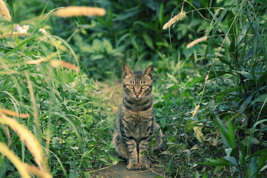 Кот в траве