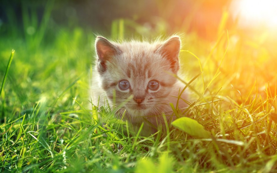 Котята летом