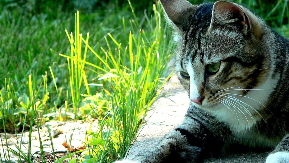 Красивые коты на природе