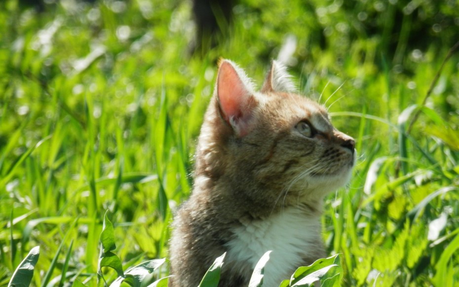 Весенние коты