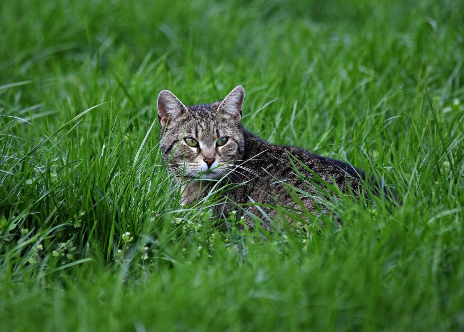 Кот в траве