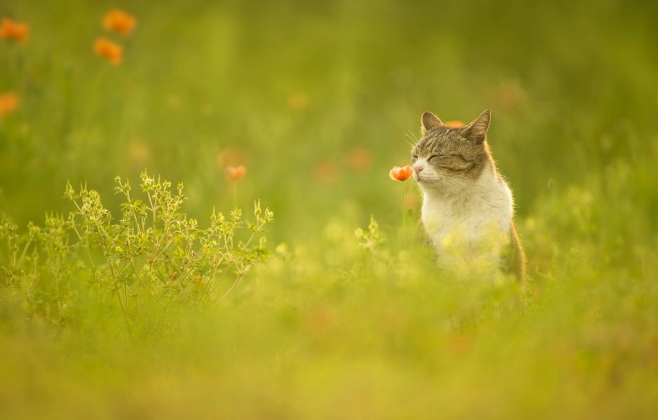 Кошка на лугу