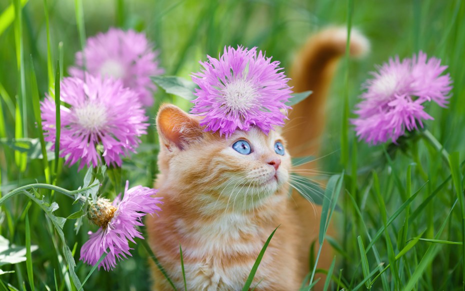 Котенок в цветах