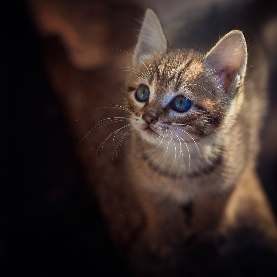 Бурая кошка с голубыми глазами