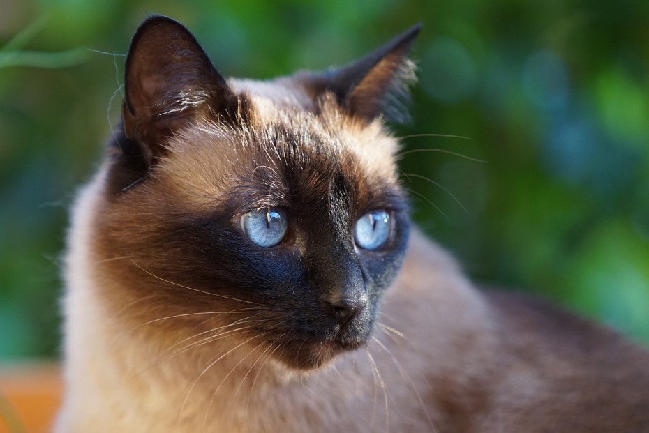 Сиамский балинезийский кот