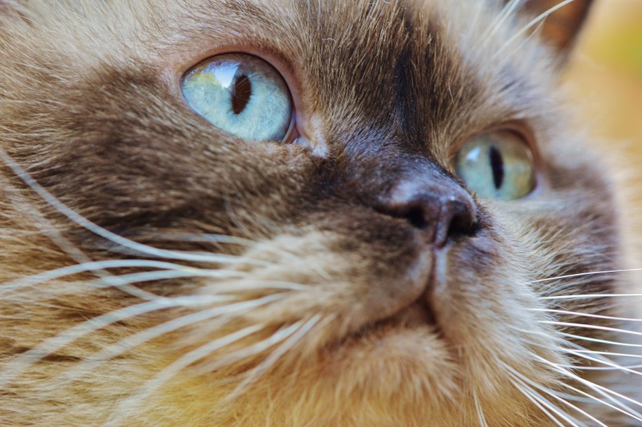 Сиамская кошка