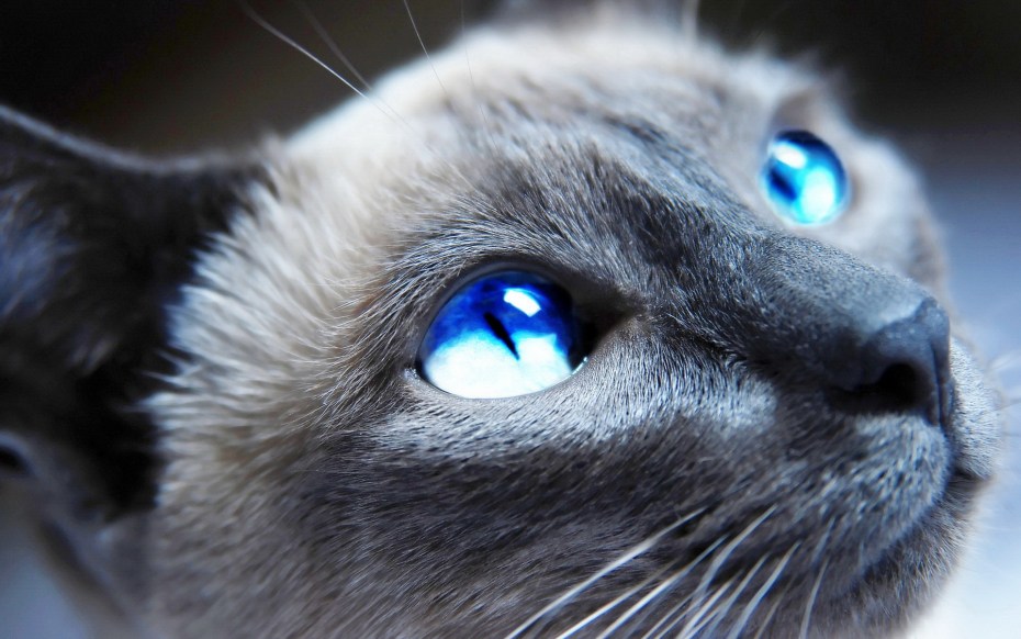 Тайская кошка косоглазая