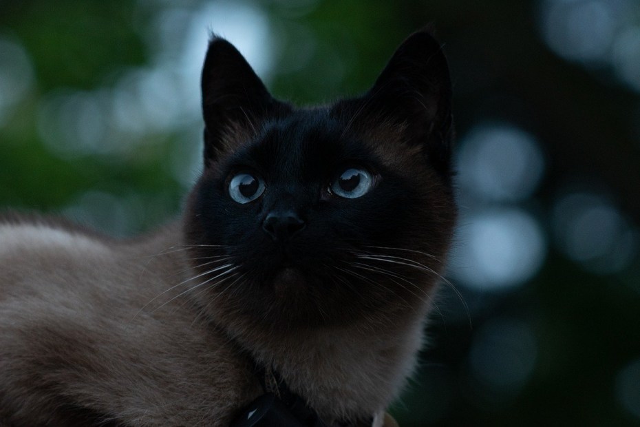Синяя кошка