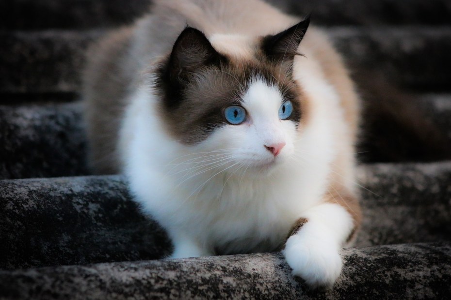 Коты сиамской породы